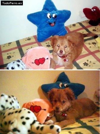 Foto del perro Rubi