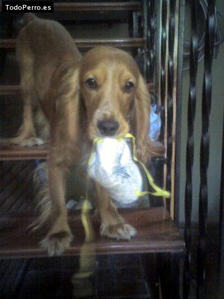La foto del perro