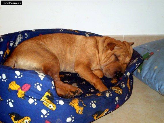 La foto del perro