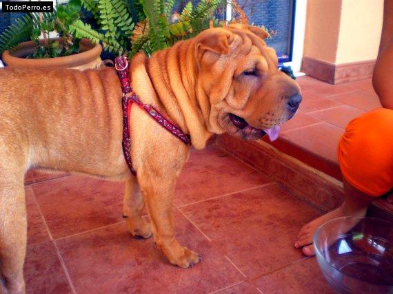 La foto del perro