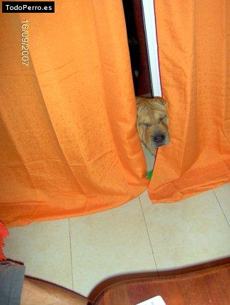 La foto del perro