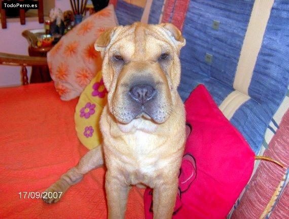 La foto del perro