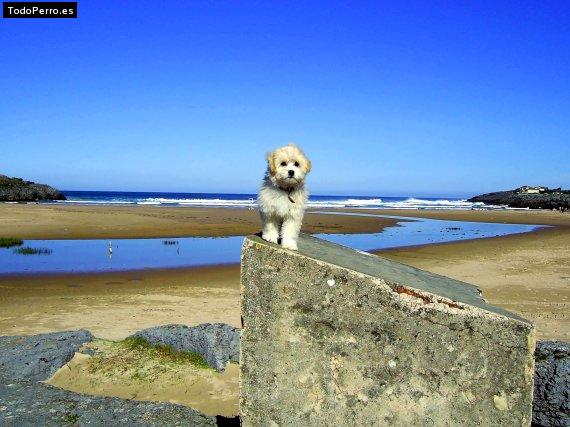 La foto del perro