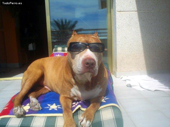 La foto del perro
