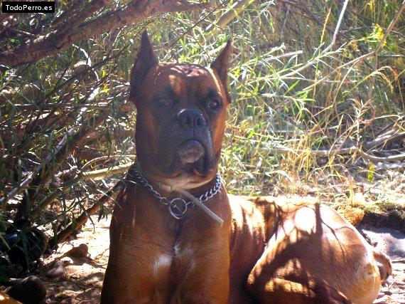 La foto del perro