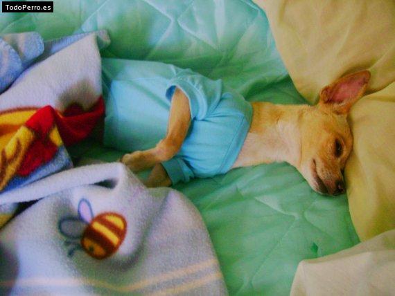La foto del perro