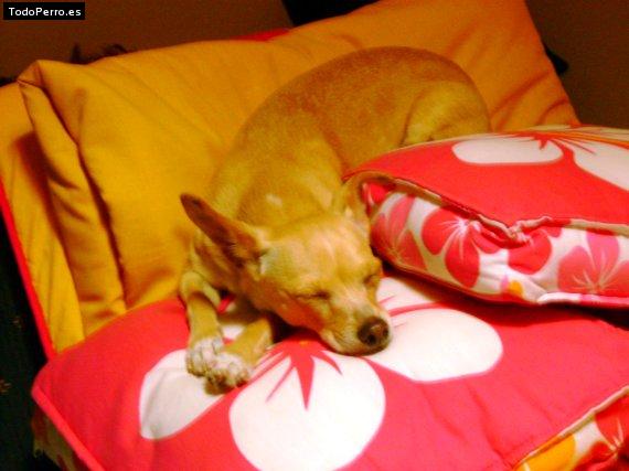 La foto del perro