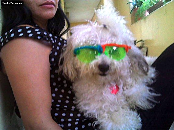 La foto del perro