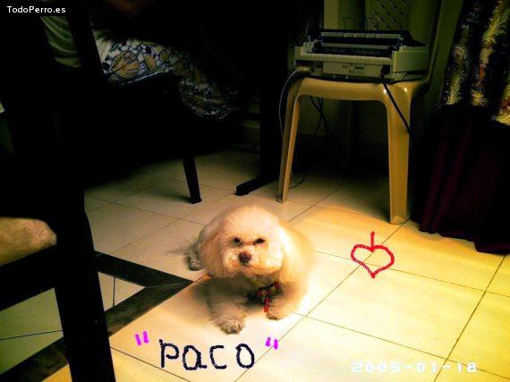 La foto del perro