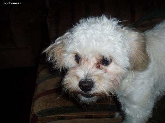 La foto del perro