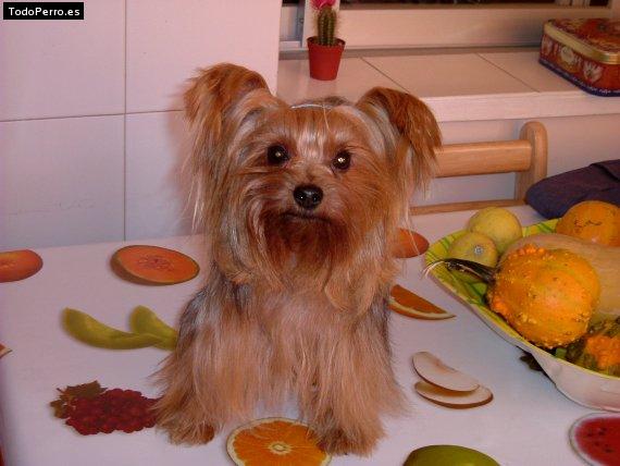 La foto del perro