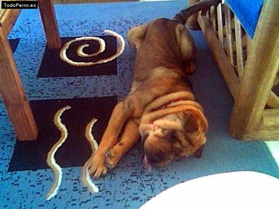 La foto del perro