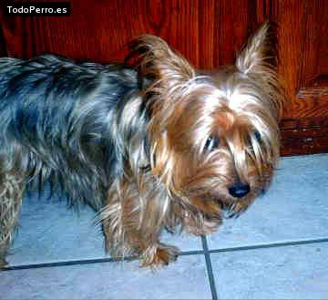 La foto del perro