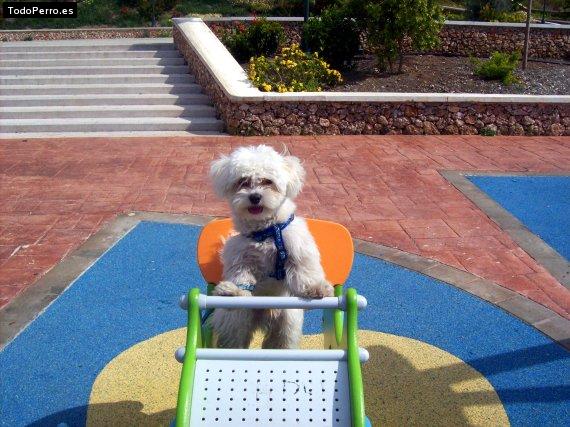 La foto del perro