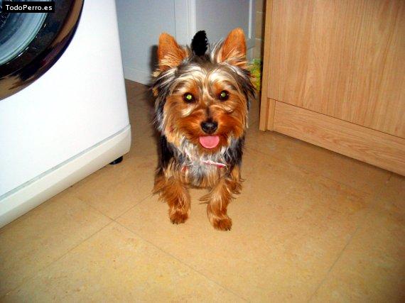 La foto del perro