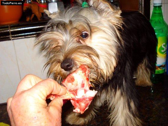 La foto del perro
