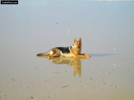 La foto del perro