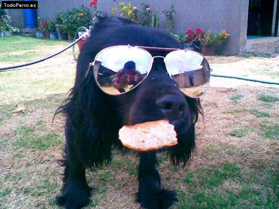 La foto del perro