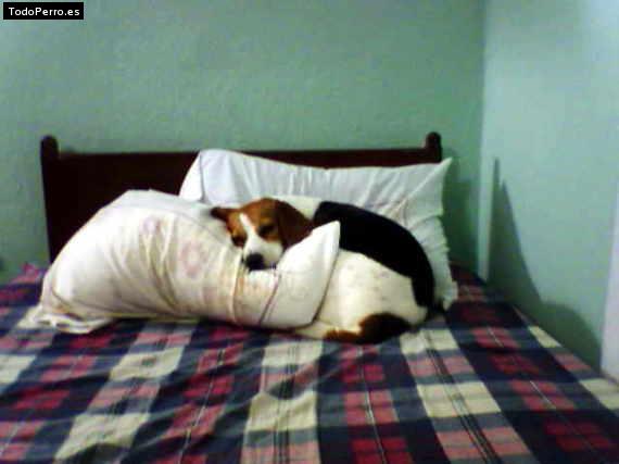 La foto del perro