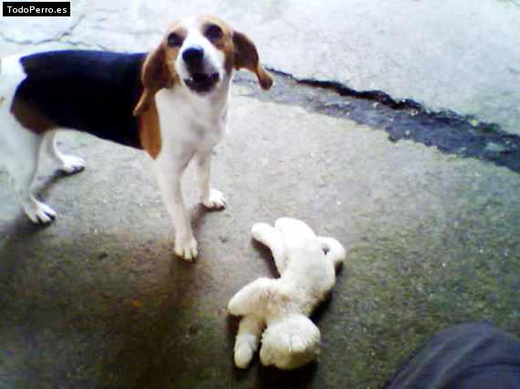 La foto del perro