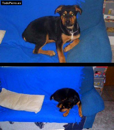 La foto del perro