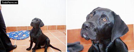 La foto del perro