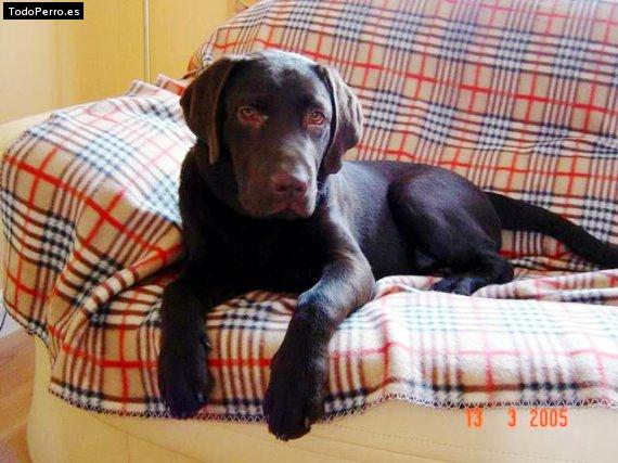 La foto del perro