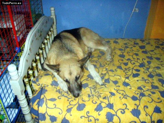 Foto del perro Rocky