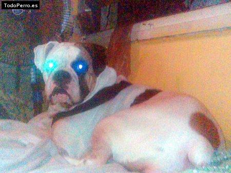 La foto del perro