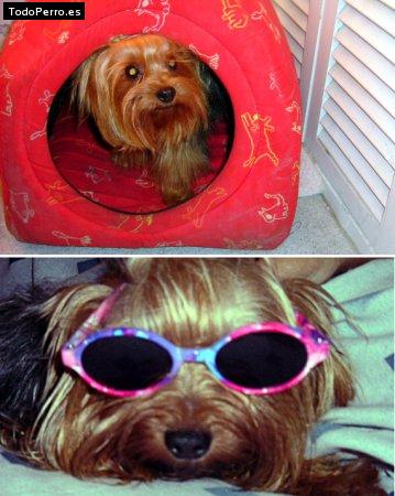 La foto del perro