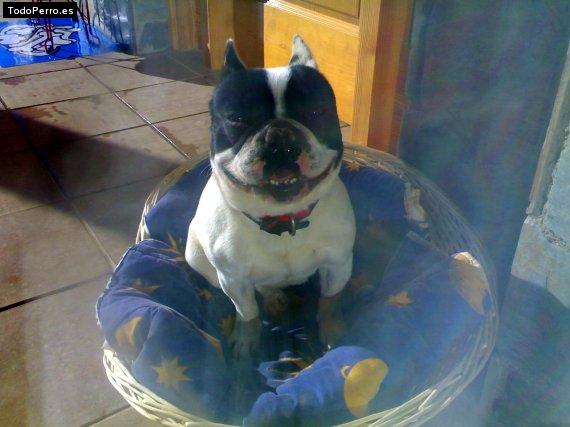 La foto del perro