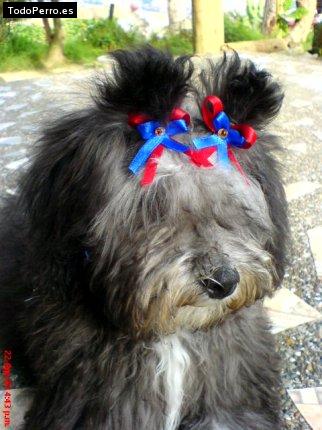 La foto del perro