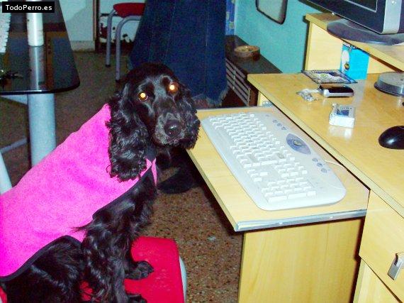 La foto del perro