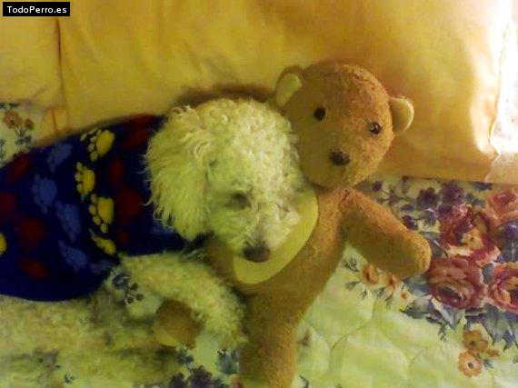 La foto del perro
