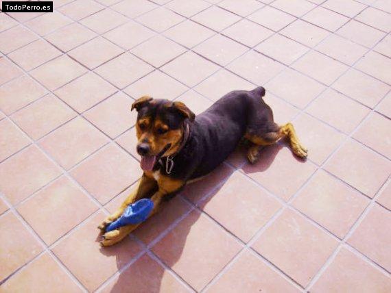 La foto del perro