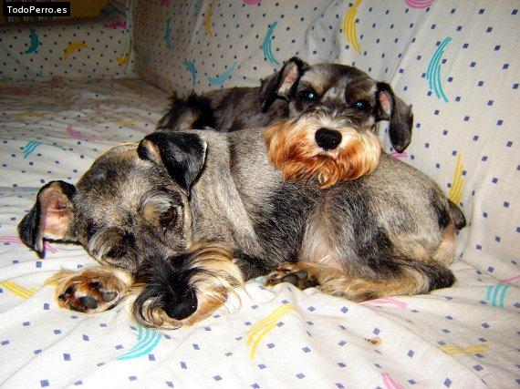 La foto del perro