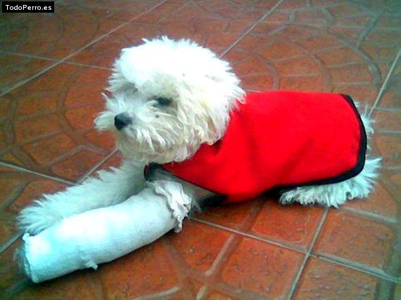 La foto del perro