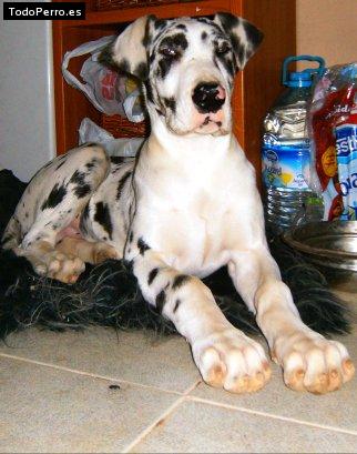 La foto del perro