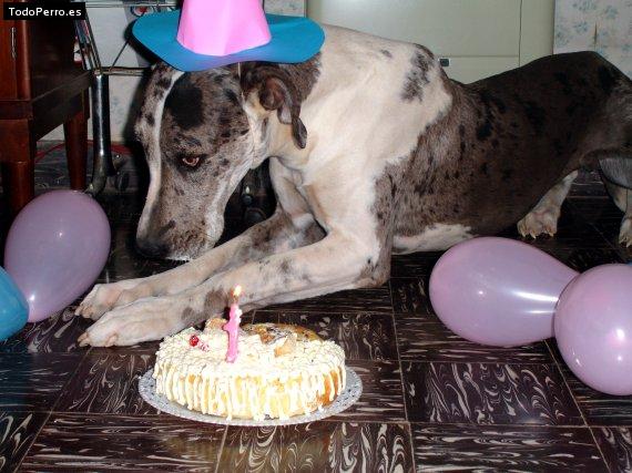 La foto del perro