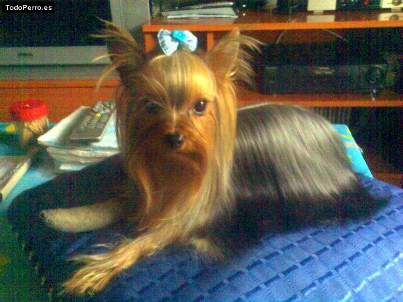 La foto del perro