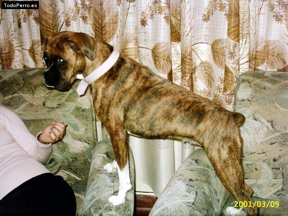 La foto del perro