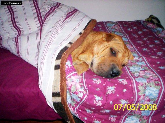 La foto del perro