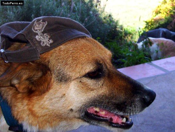 La foto del perro