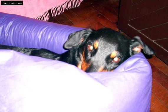 La foto del perro