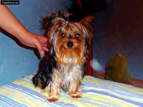 La foto del perro