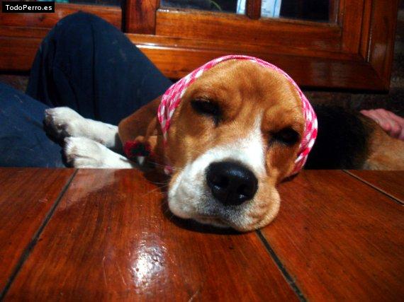 La foto del perro