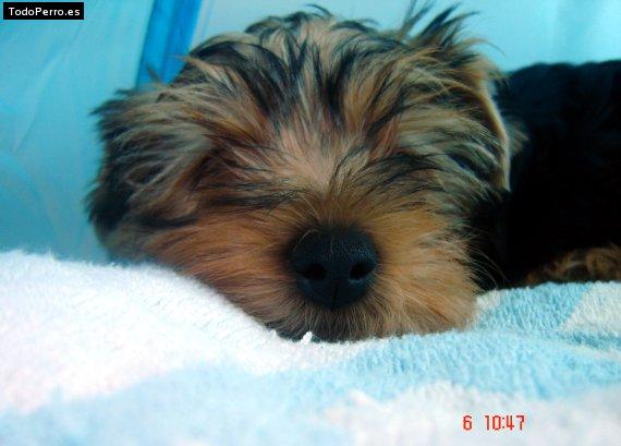 La foto del perro