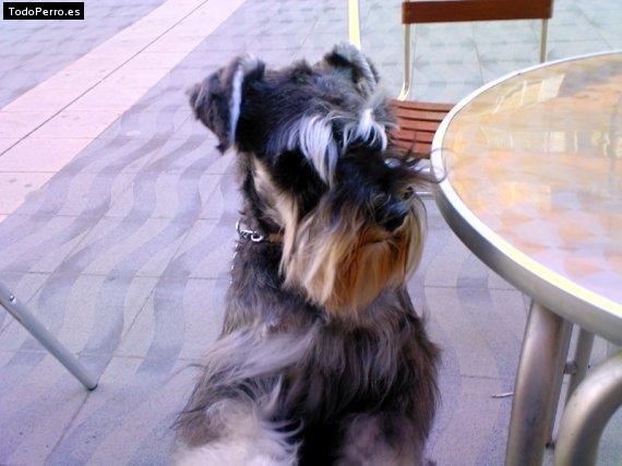 La foto del perro