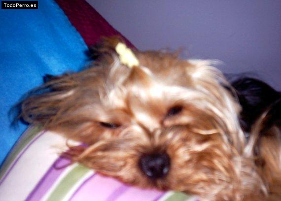 La foto del perro
