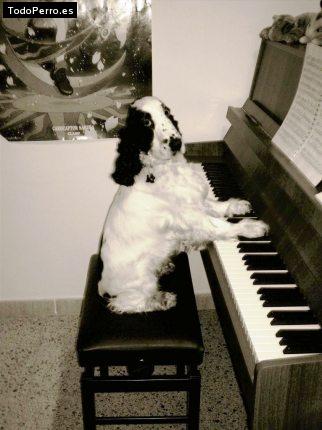 La foto del perro
